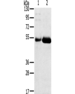 SAMD3 Polyclonal Antibody (E-AB-15376) elabscience