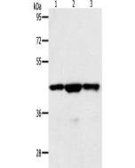 MAP2K1 Polyclonal Antibody (E-AB-16020) elabscience