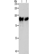 ACO2 Polyclonal Antibody (E-AB-16130) elabscience