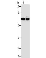 PIF1 Polyclonal Antibody (E-AB-17351) elabscience