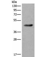 CDKL4 Polyclonal Antibody (E-AB-17783) elabscience
