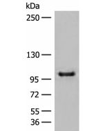 CTDP1 Polyclonal Antibody (E-AB-17955) elabscience