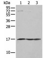 NDUFA12 Polyclonal Antibody (E-AB-18397) elabscience