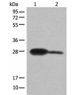 BDH2 Polyclonal Antibody (E-AB-18535) elabscience