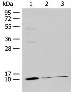 RPS27L Polyclonal Antibody (E-AB-18756) elabscience