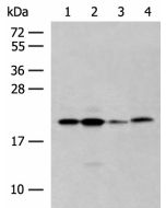 RNF5 Polyclonal Antibody (E-AB-18788) elabscience