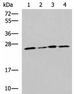 RPL13A Polyclonal Antibody (E-AB-18938) elabscience