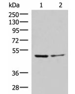 ECSIT Polyclonal Antibody (E-AB-19037) elabscience