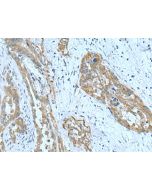 SRPK2 Polyclonal Antibody (E-AB-19091) elabscience
