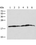 BLOC1S6 Polyclonal Antibody (E-AB-19140) elabscience