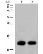 COX6C Polyclonal Antibody (E-AB-19781) elabscience