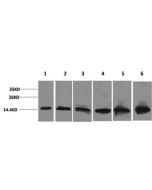 CYCS Monoclonal Antibody (E-AB-22110) elabscience