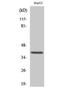 MCL1 Polyclonal Antibody (E-AB-31988) elabscience
