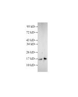 CFL1 Polyclonal Antibody (E-AB-40164) elabscience