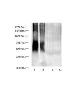 MAA Lysine Polyclonal Antibody (E-AB-40543) elabscience