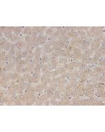 RETN Polyclonal Antibody (E-AB-40596) elabscience