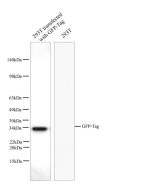 GFP-Tag Monoclonal Antibody (E-AB-48011) elabscience