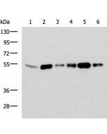 BECN1 Polyclonal Antibody (E-AB-53242) elabscience