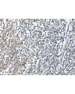 DEFB104A Polyclonal Antibody (E-AB-53371) elabscience