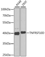 TNFRSF10D Polyclonal Antibody (E-AB-61175) elabscience