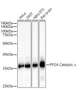 PPP2CA Polyclonal Antibody (E-AB-61310) elabscience