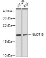 NUDT15 Polyclonal Antibody (E-AB-62476) elabscience