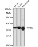 AKR1C2 Polyclonal Antibody (E-AB-65772) elabscience