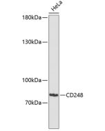 CD248 Polyclonal Antibody (E-AB-65954) elabscience