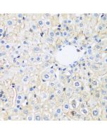 ARL4A Polyclonal Antibody (E-AB-67037) elabscience