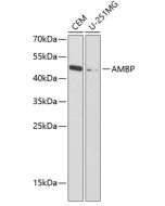 AMBP Polyclonal Antibody (E-AB-67359) elabscience