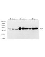 ARG1 Polyclonal Antibody (E-AB-70308) elabscience