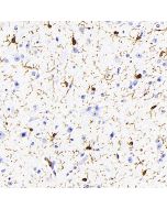 AIF1 Monoclonal Antibody (E-AB-70353) elabscience