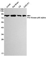 Recombinant PI3 Kinase p85 alpha Monoclonal Antibody (E-AB-81435) elabscience