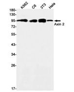 Recombinant Axin 2 Monoclonal Antibody (E-AB-81534) elabscience