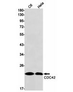 Recombinant CDC42 Monoclonal Antibody (E-AB-81545) elabscience