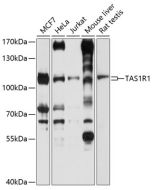 TAS1R1 Polyclonal Antibody (E-AB-90094) elabscience