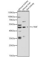 c-Maf Polyclonal Antibody (E-AB-90463) elabscience