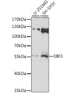 EBF3 Polyclonal Antibody (E-AB-91382) elabscience