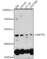 ZNF701 Polyclonal Antibody (E-AB-91438) elabscience