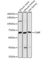 CMIP Polyclonal Antibody (E-AB-92262) elabscience