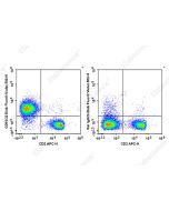 Elab Fluor ® Violet 500 Anti-Mouse CD16/32 Antibody[2.4G2] (E-AB-F0997UR) elabscience
