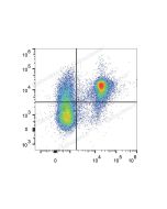 PE/Cyanine7 Anti-Mouse CD200/OX2 Antibody[OX-90] (E-AB-F1234H) elabscience