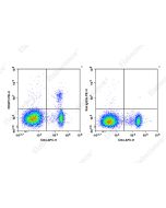 PE Anti-Mouse/Rat Foxp3 Antibody[FJK-16s] (E-AB-F1351UD) elabscience
