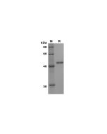 Recombinant Human DDIT3 Protein(GST Tag) (PDEH100664) elabscience