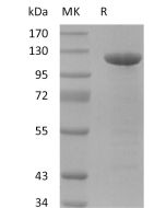 Recombinant Human Amyloid Precursor (C-Fc)(Cat. No.:C00G) novoprotein