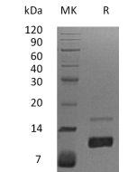 Recombinant Human IL-8 (72AA)(Cat. No.:C035) novoprotein
