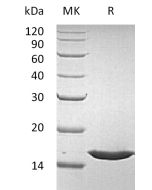 Recombinant Human FGFa (140AA)(Cat. No.:C049) novoprotein