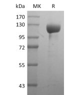 Recombinant Human HER3 (C-Fc)(Cat. No.:C07P) novoprotein