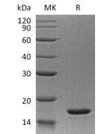 Recombinant Human IL-20(Cat. No.:C147) novoprotein