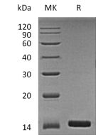 Recombinant Human ANG(Cat. No.:C203) novoprotein
